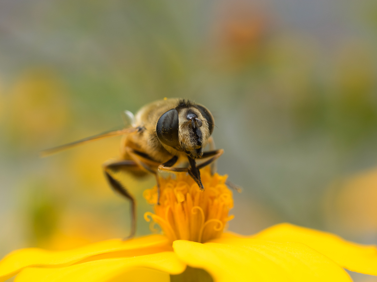 Bienenmakro