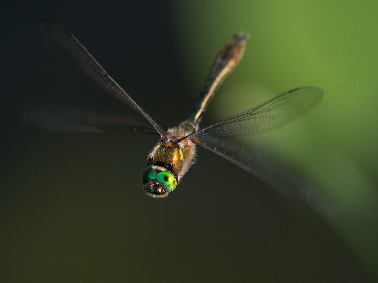 Libelle im Flug