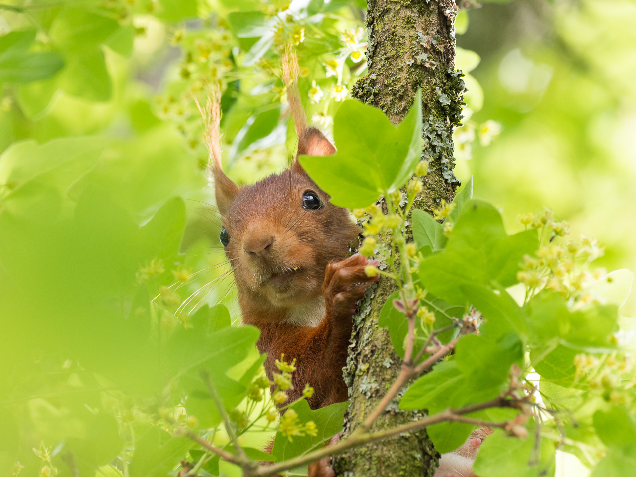 Eichhörnchen im Baum