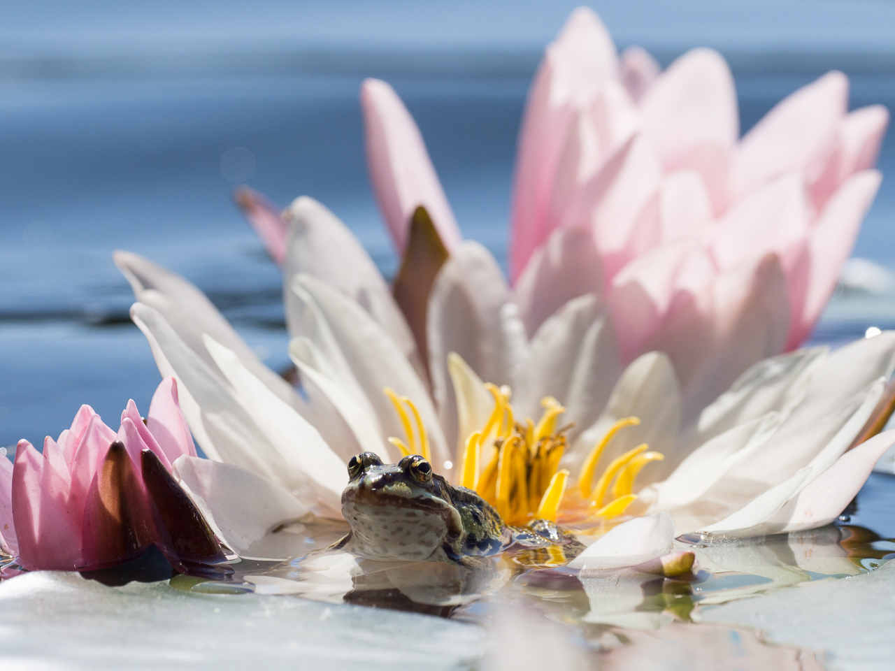 Seerosen mit Frosch