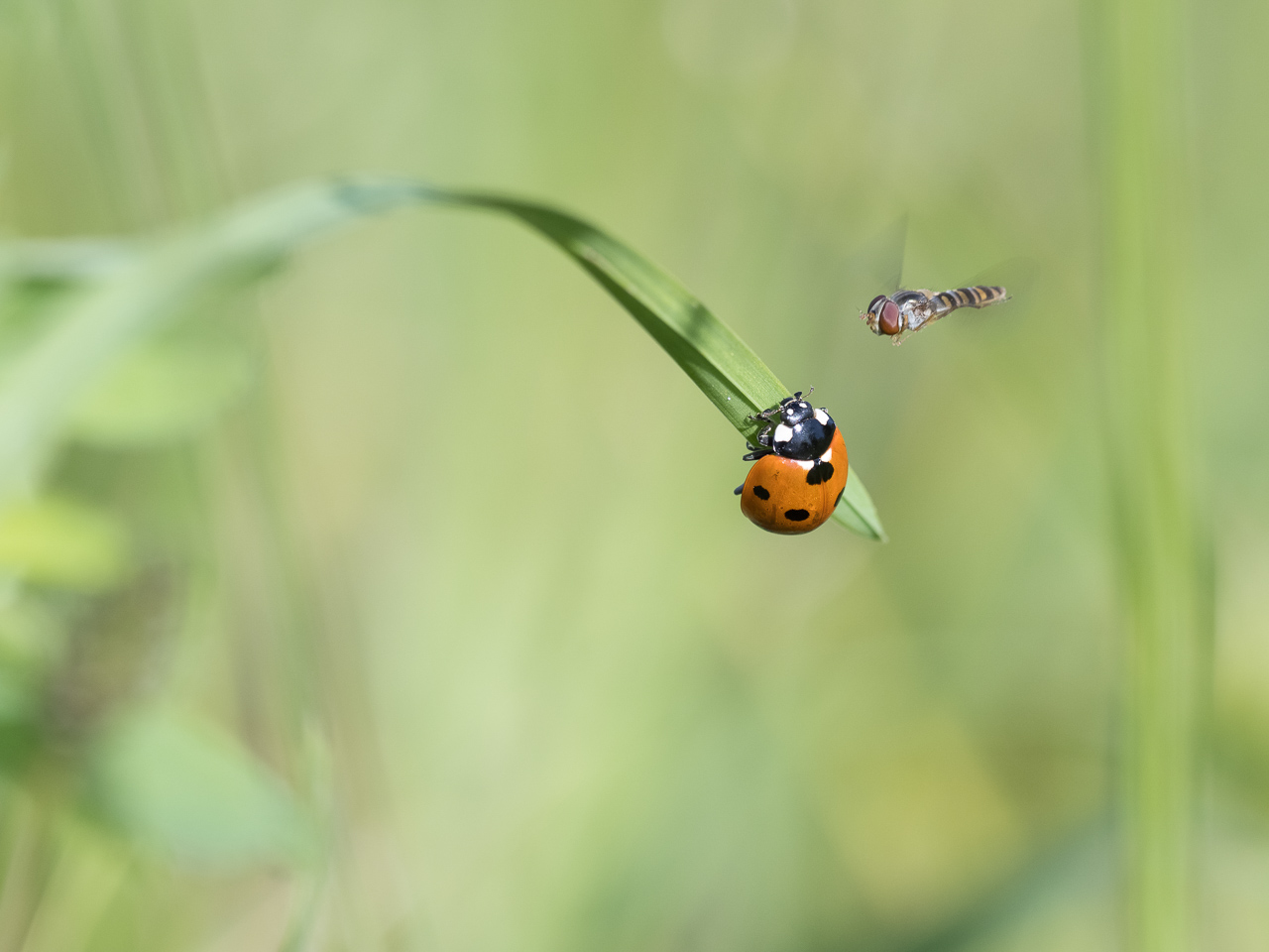 Marienkäfer und Fliege