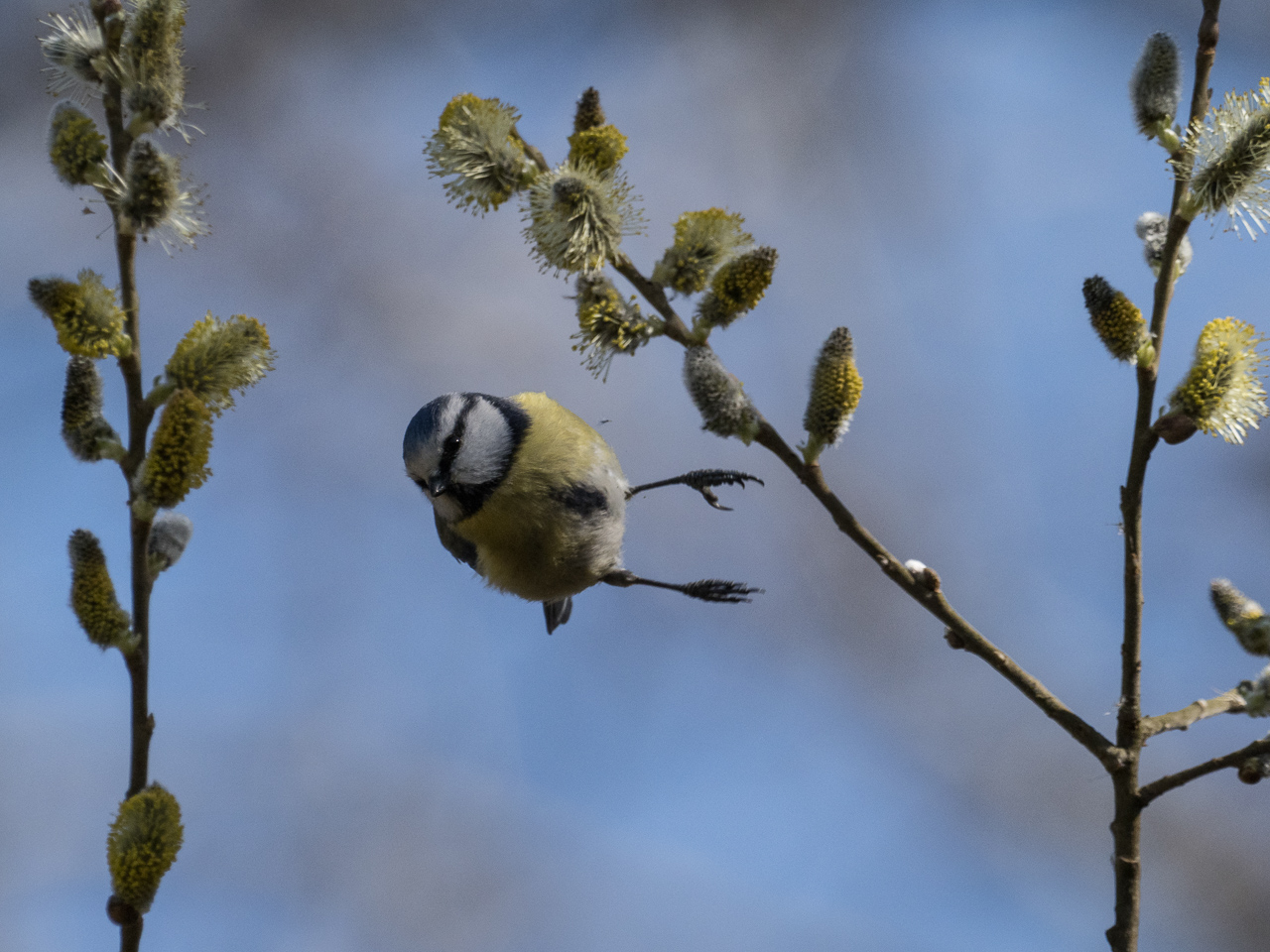 Blaumeise