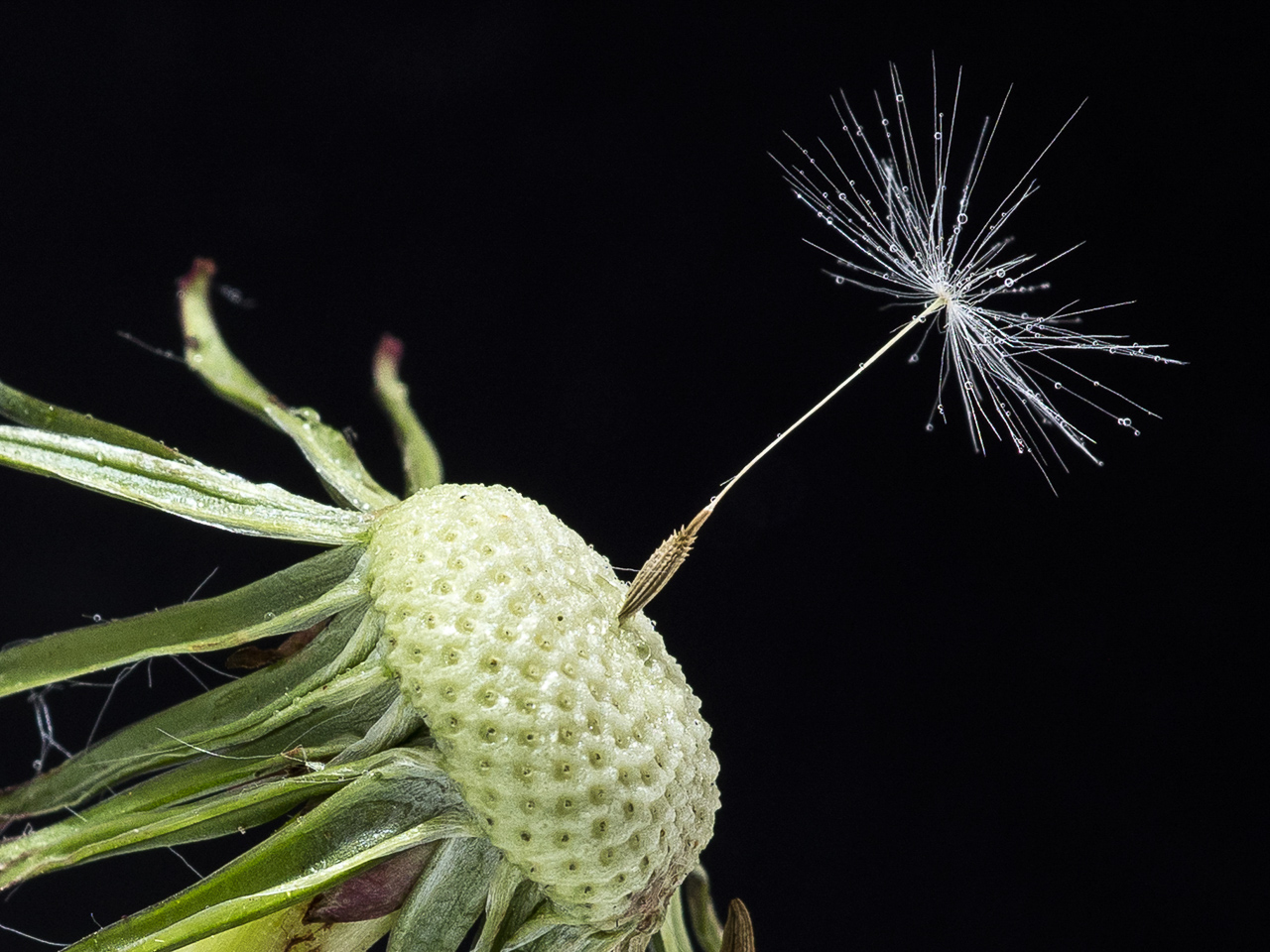 Pusteblume