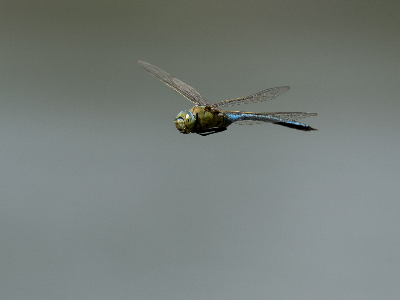 Libelle im Flug