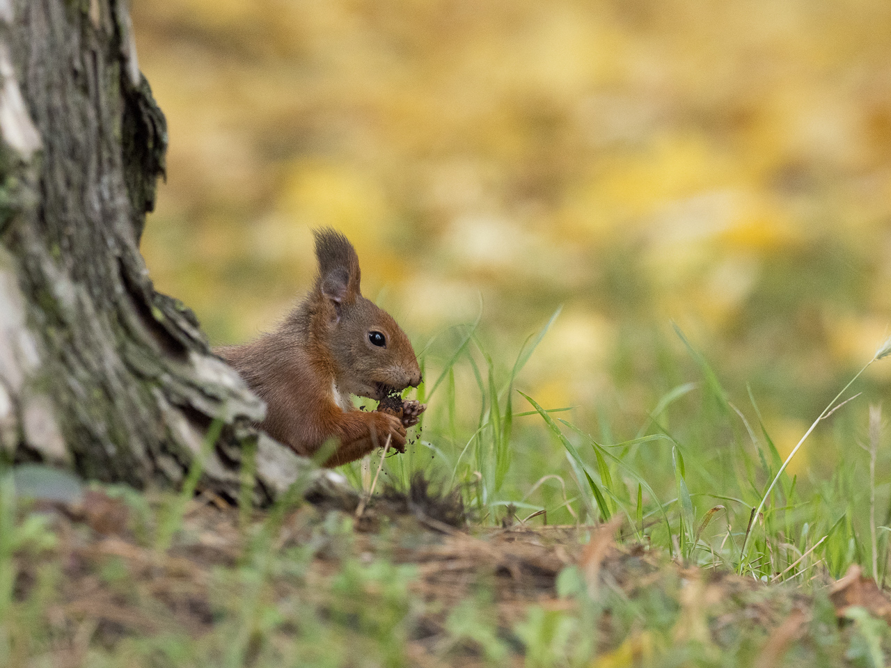 Eichhörnchen mit Nuss