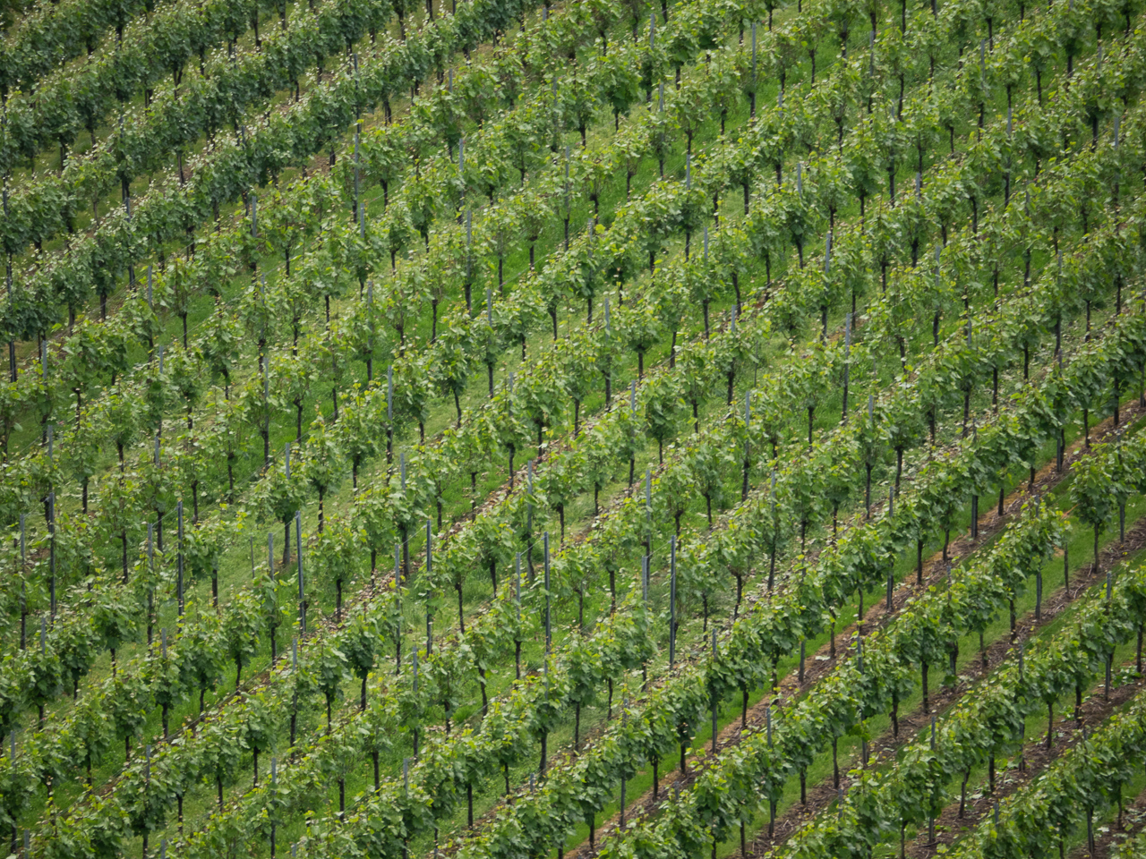 Weinberg in Bietigheim-Bissingen