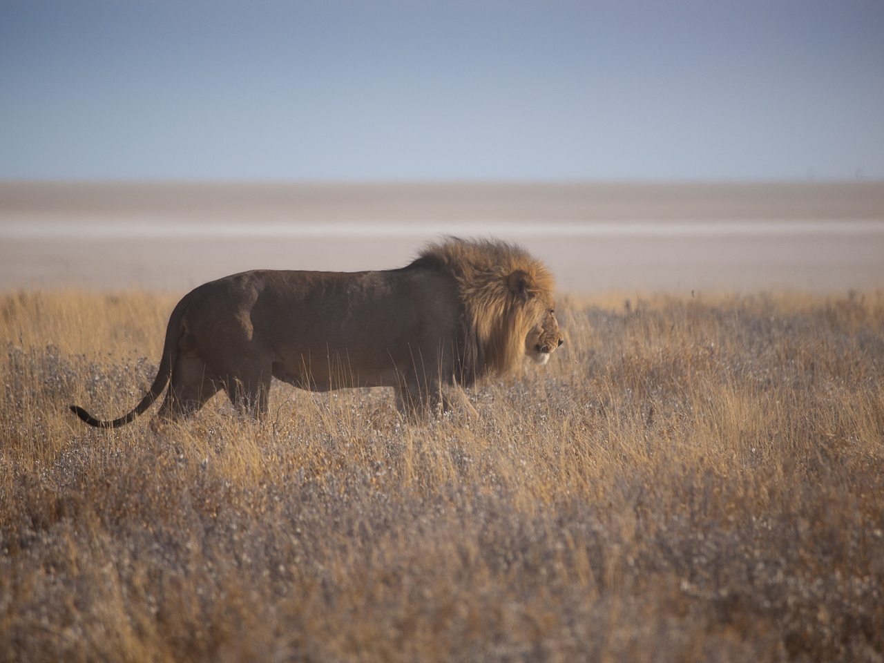 Löwe im Etosha Park