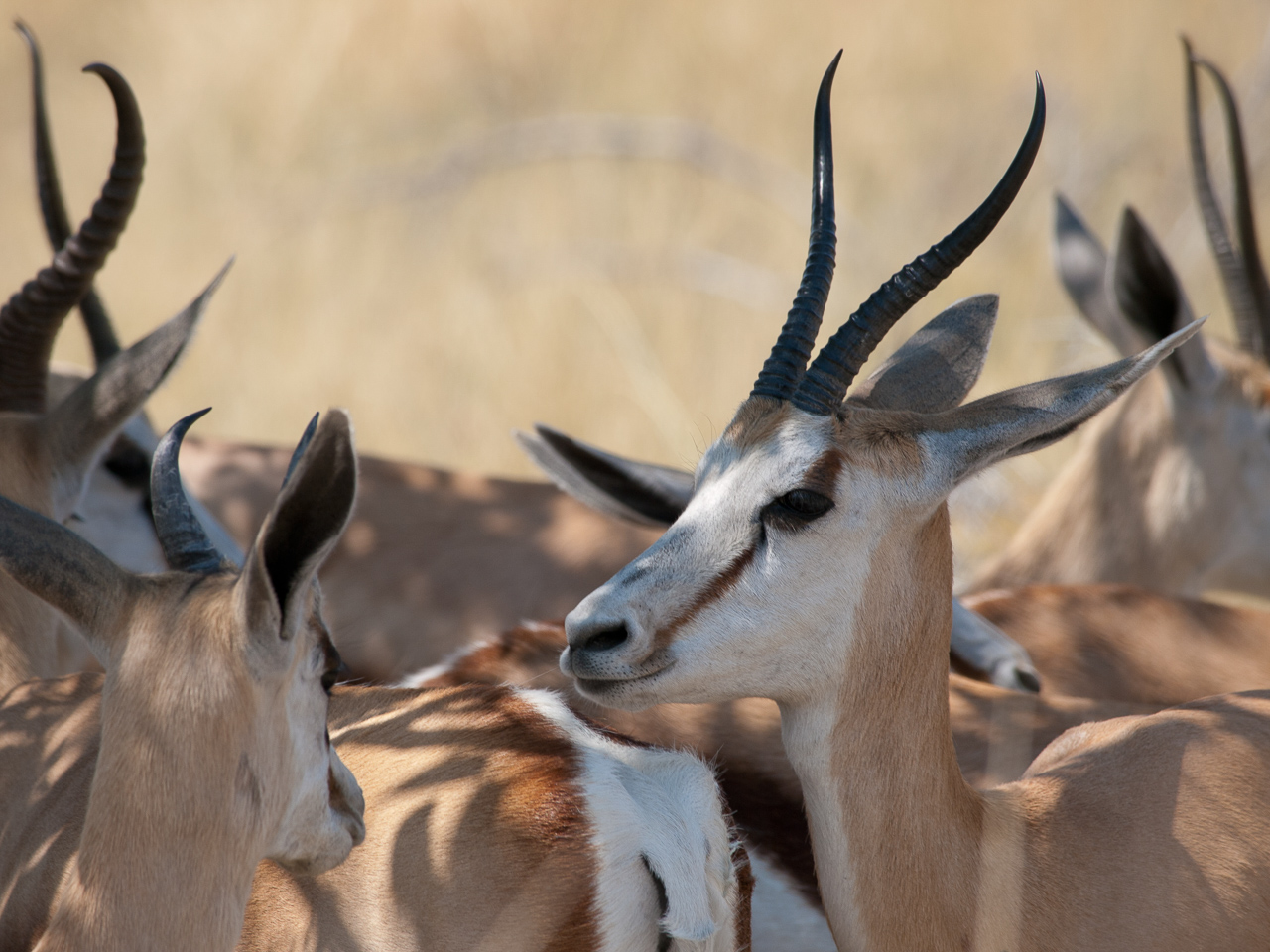 Springböcke im Etosha Park