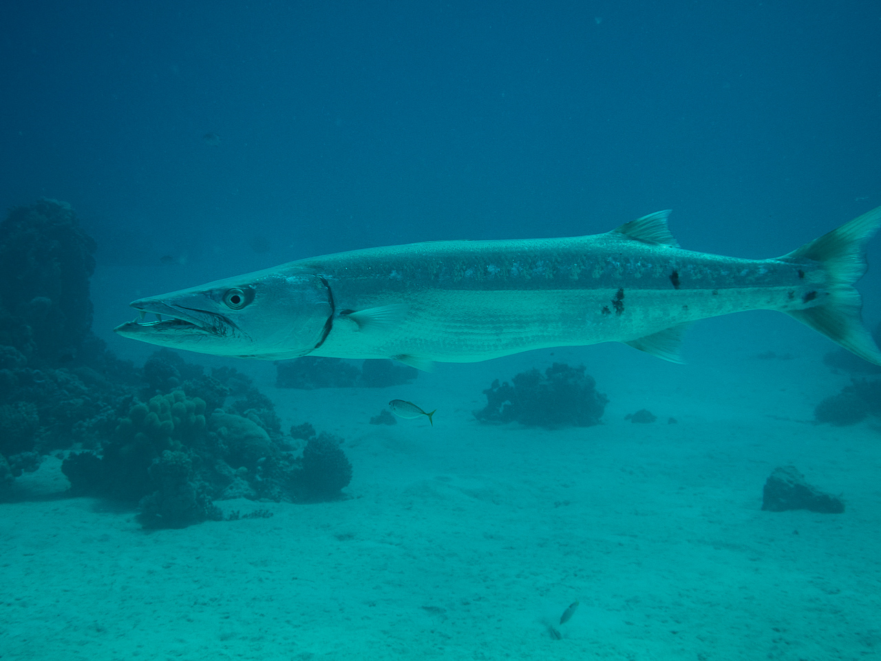 Großer Barracuda in der Makadi Bay