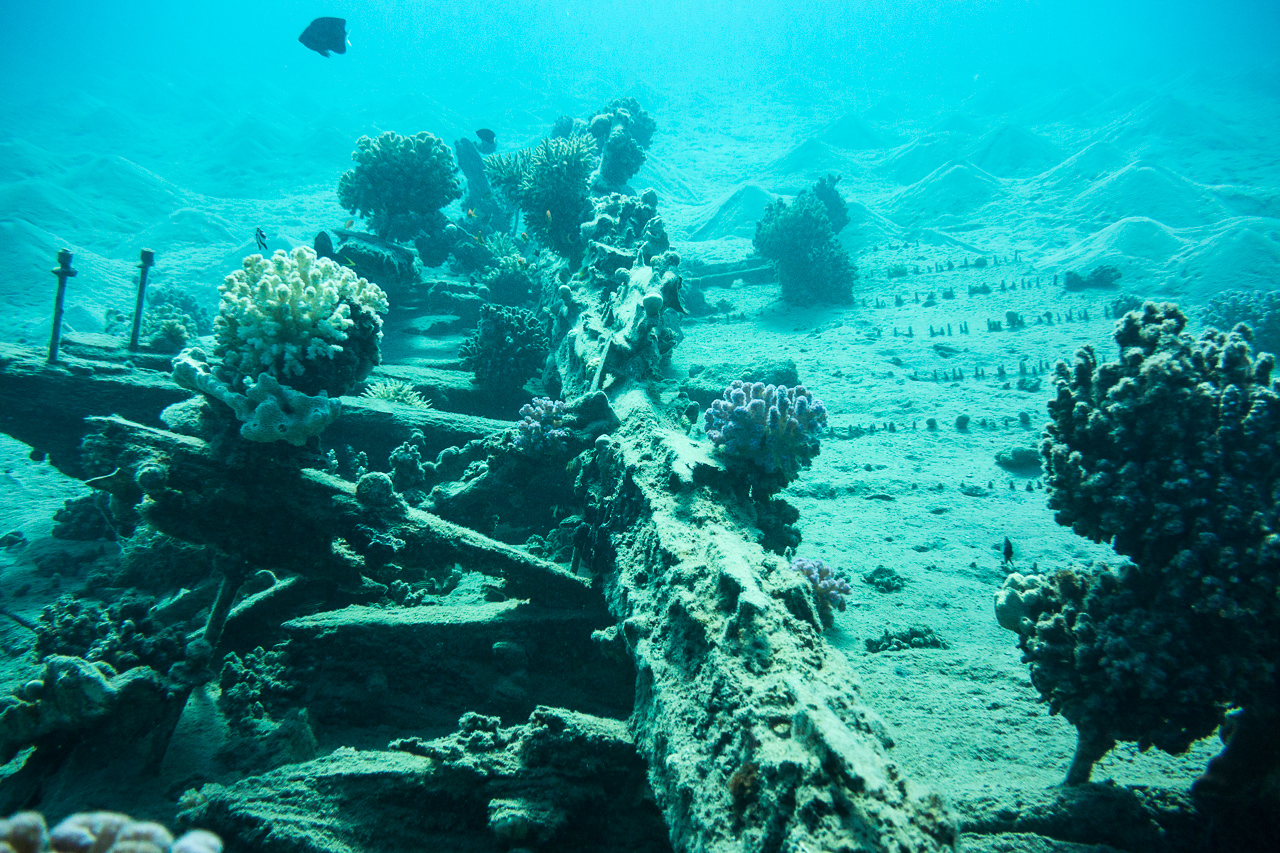 Wrack in der Makadi Bay