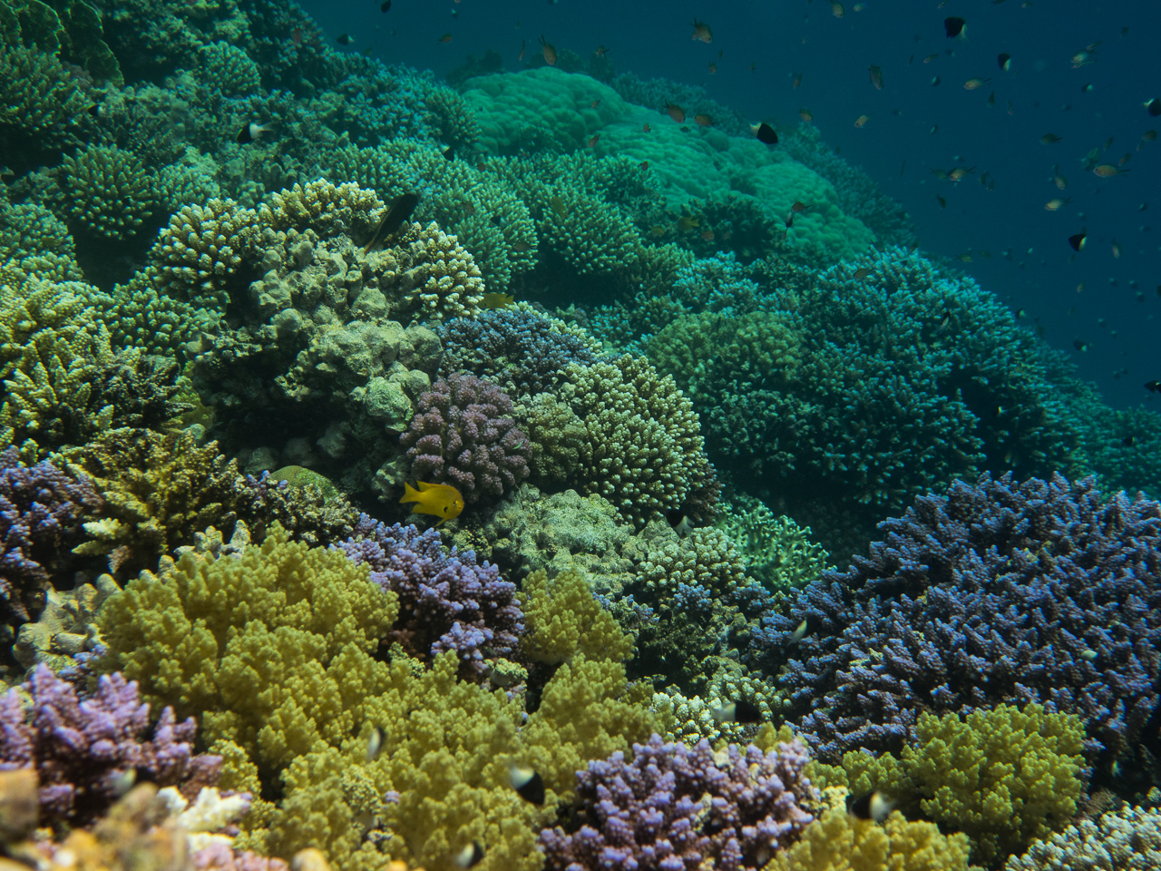 Korallenriff in Marsa Alam