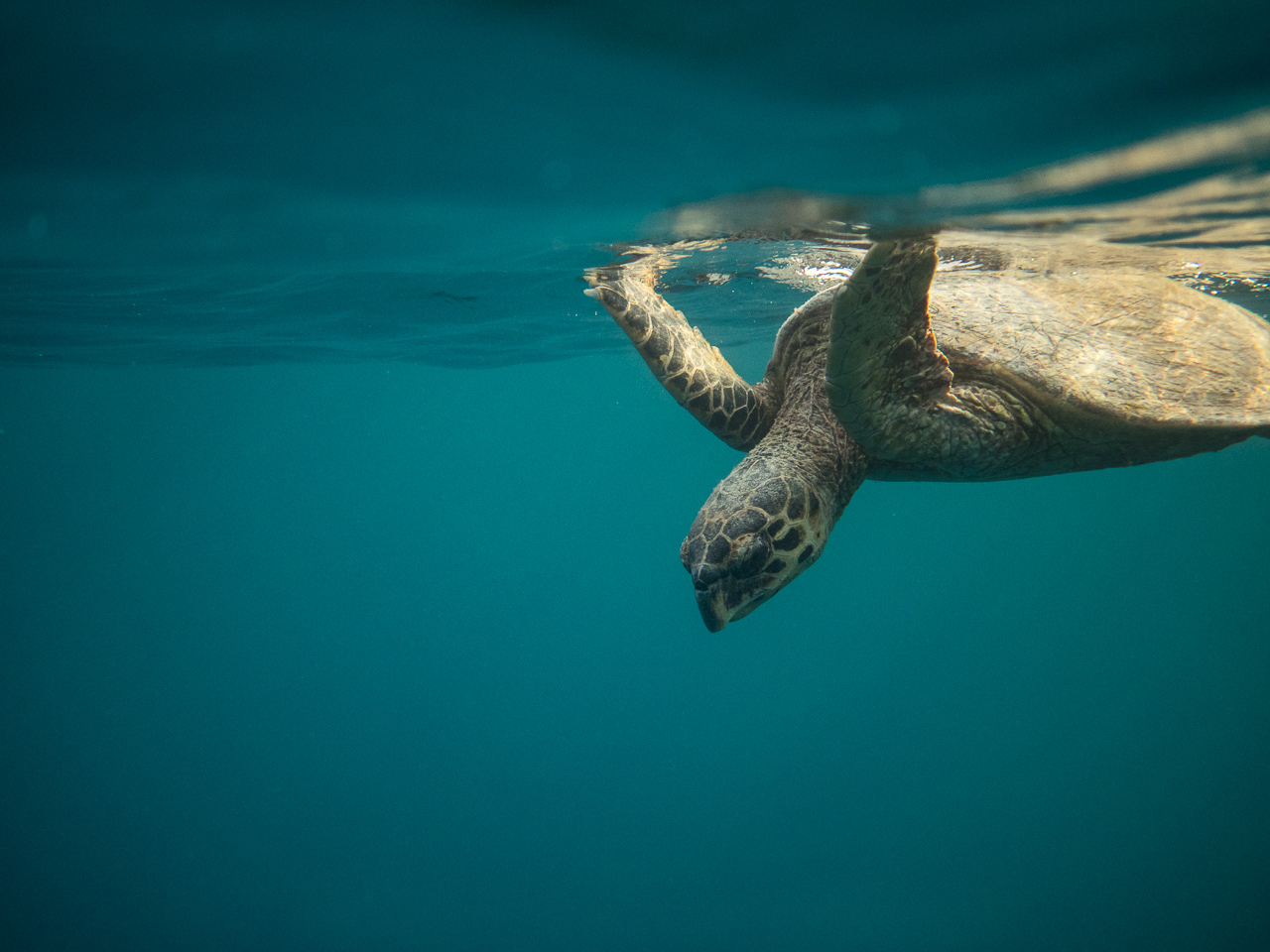 Echte Karettschildkröte in Marsa Alam