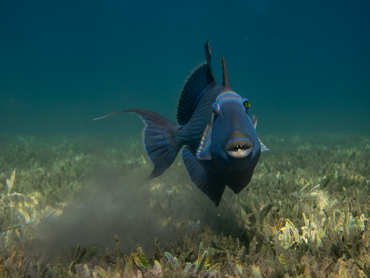 Blauer Drückerfisch in der Makadi Bay