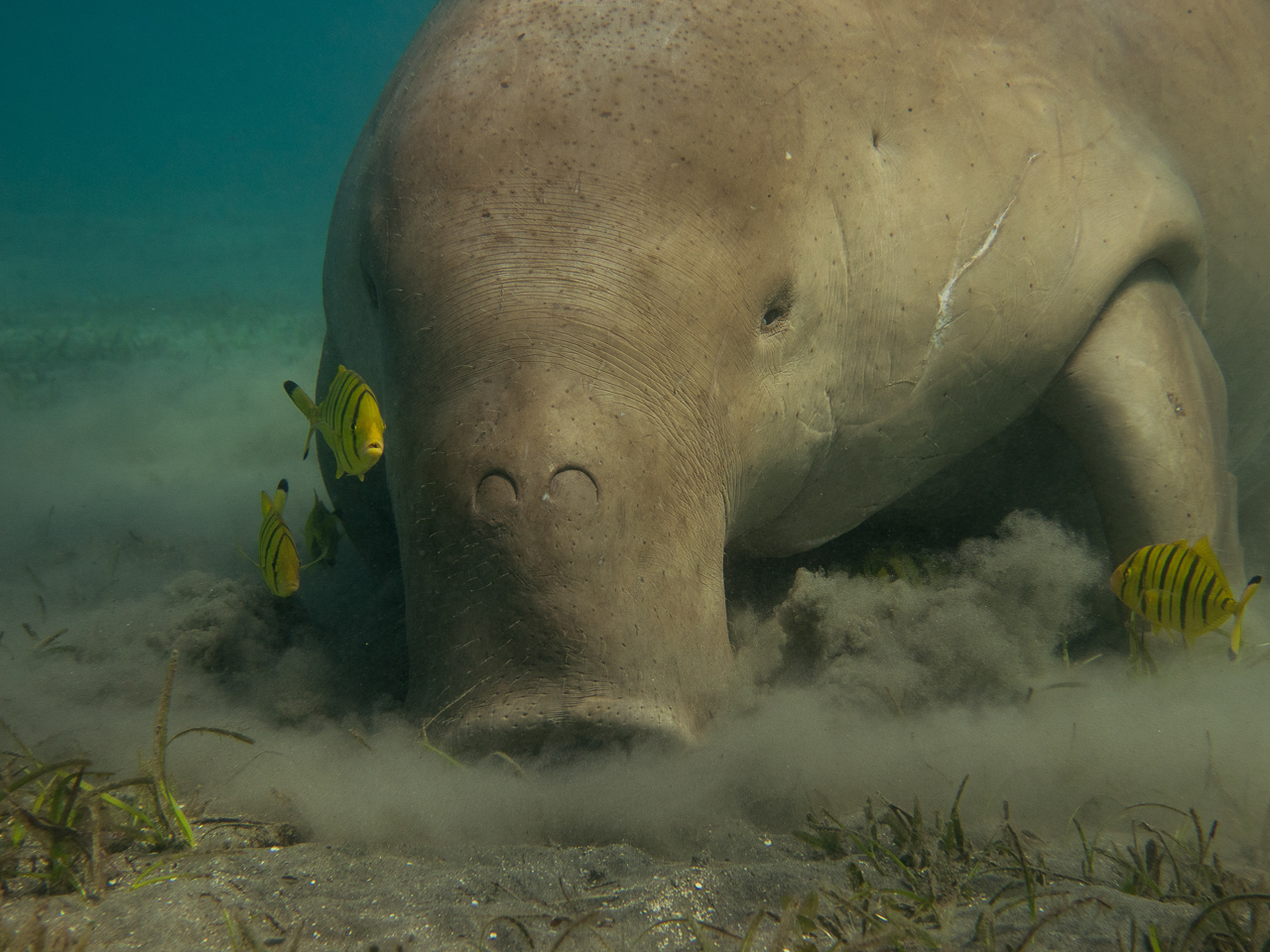 Dugong in Marsa Alam