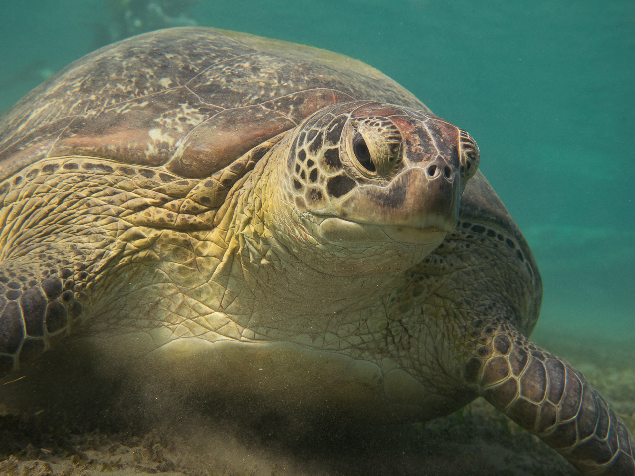 Suppenschildkröte in Marsa Alam